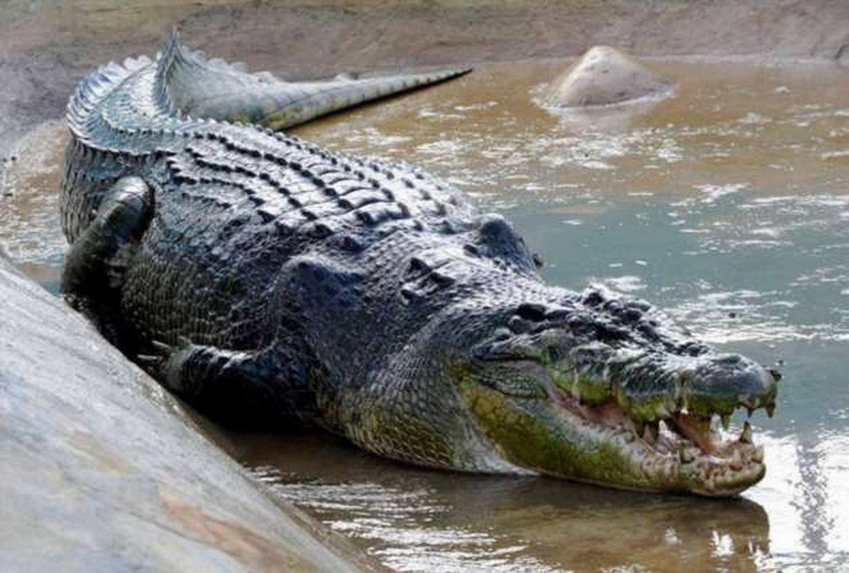 Krokodilas (Crocodylus porosus)