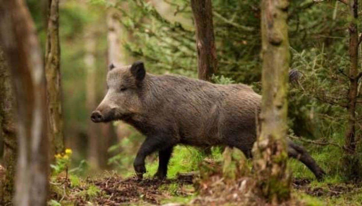 Kilus grėsmei, šernai puola žmones ar plėšrūnus