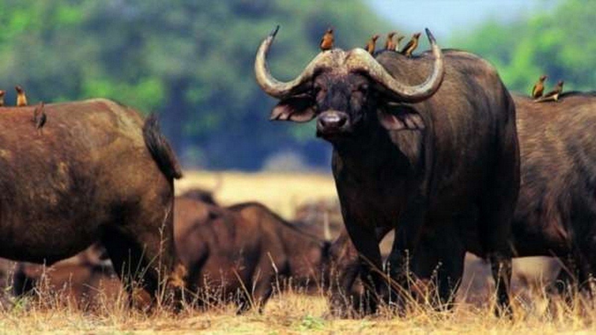 Juodasis arba afrikinis buivolas