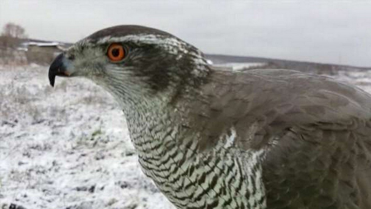 Vanagas (Accipiter gentilis)