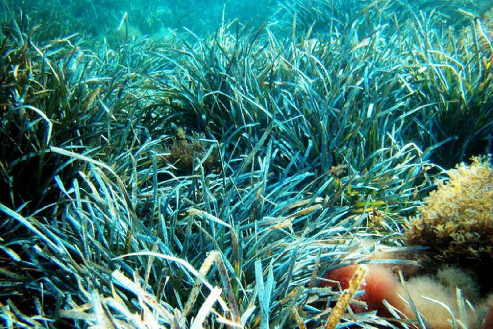 Posidonija (Posidonia) - tai ilgaamžė jūros žolė, aptinkama prie Viduržemio jūros krantų