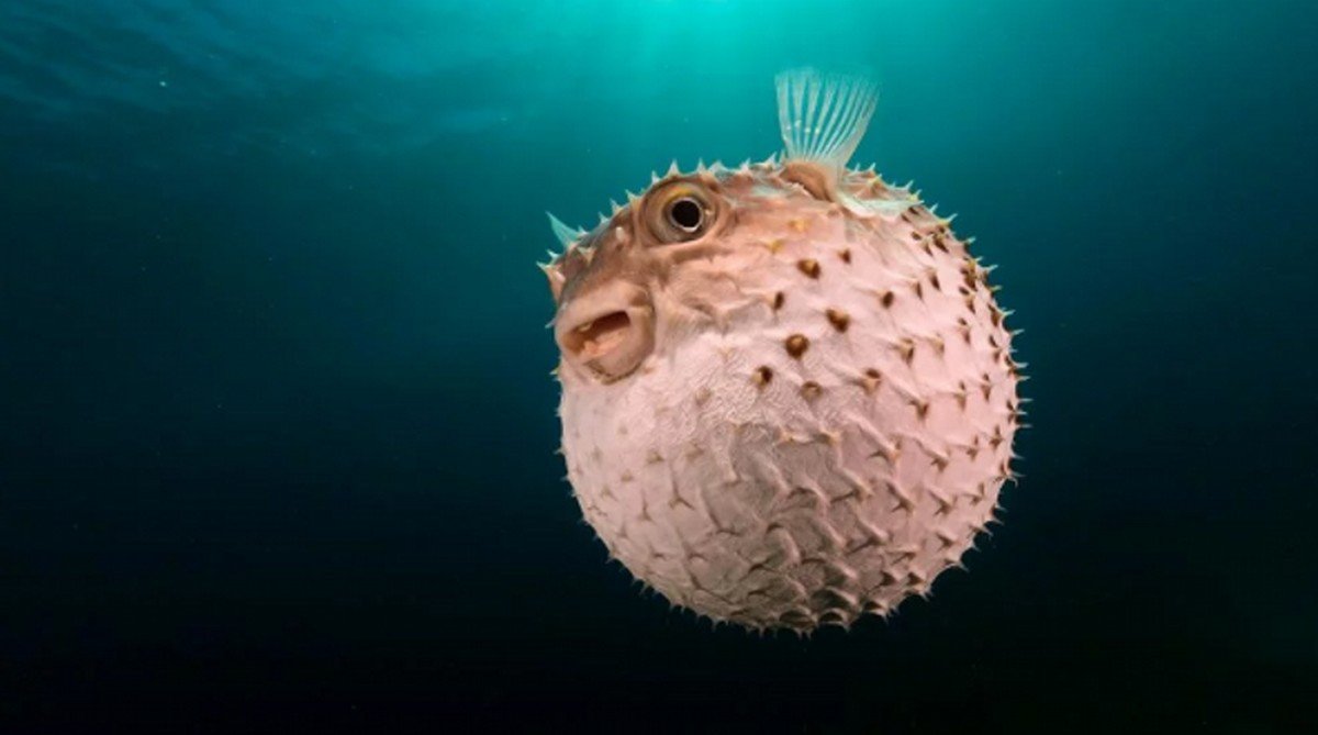 Žuvis Fugu gali išsipūsti į rutulį